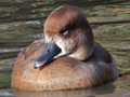 Red-crested Pochard x (Ferruginous Duck x Greater Scaup) trigen